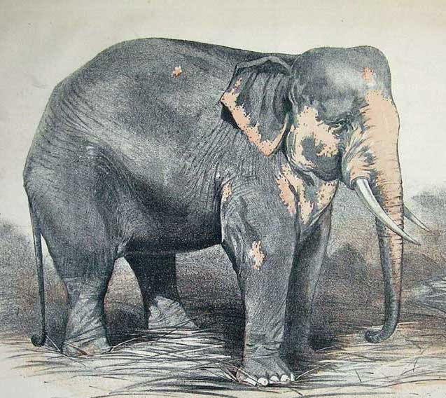 Reginald and the Metal Elephant